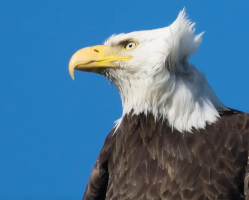 Alaska Permanent Fund: Understanding the $1000 Payouts and 2025 Projections